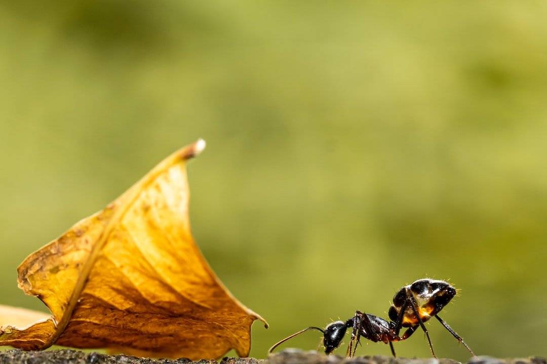 Carpenter Ants Uncovered: Safeguard Your Virginia Beach Home