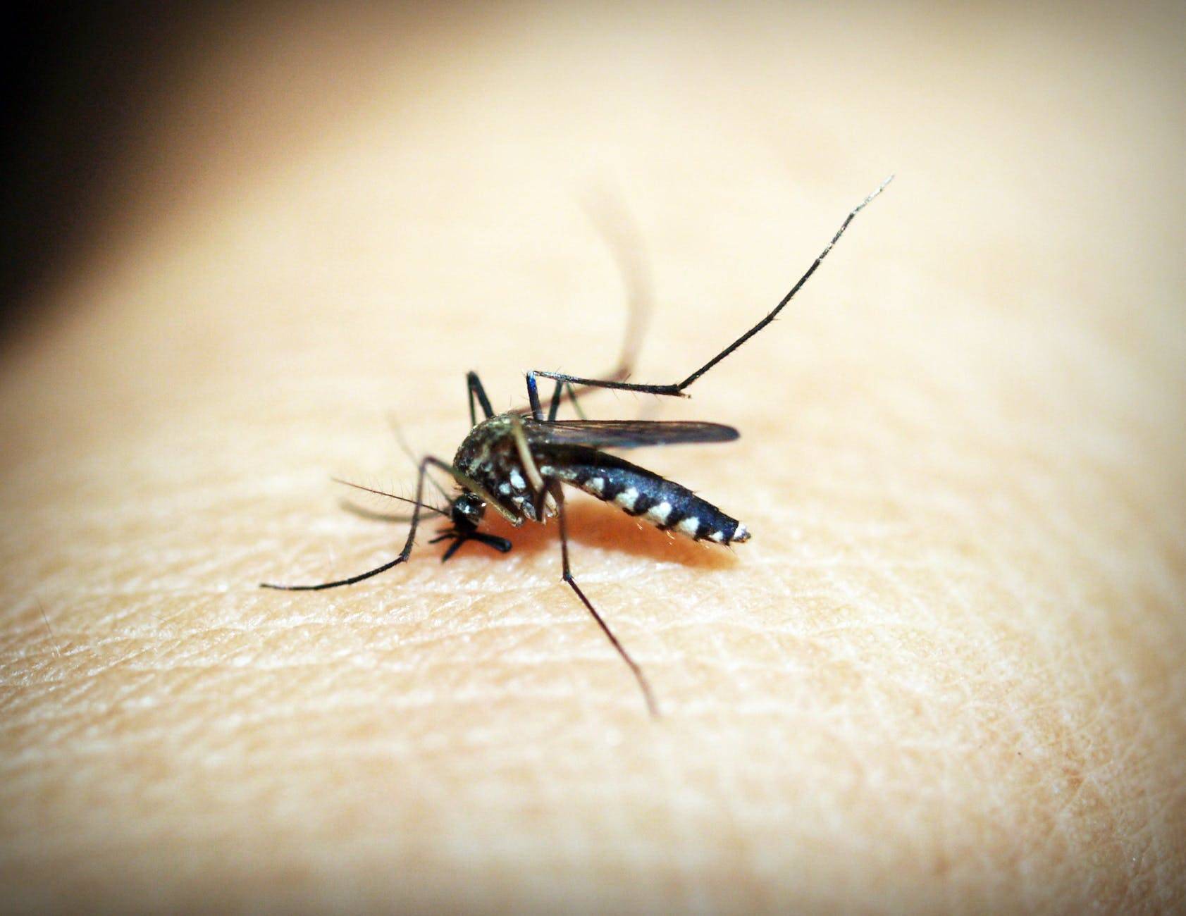 Asian Tiger Mosquito Near me