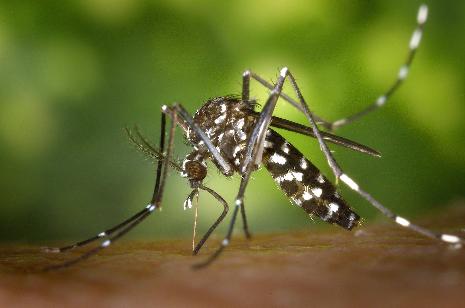 Mosquito Control Solutions for Virginia Beach: Expert Tips