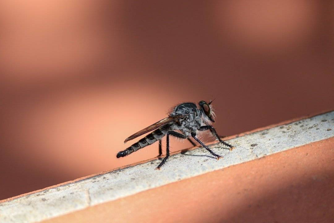 Combatting Common Springtime Pests in Virginia Beach