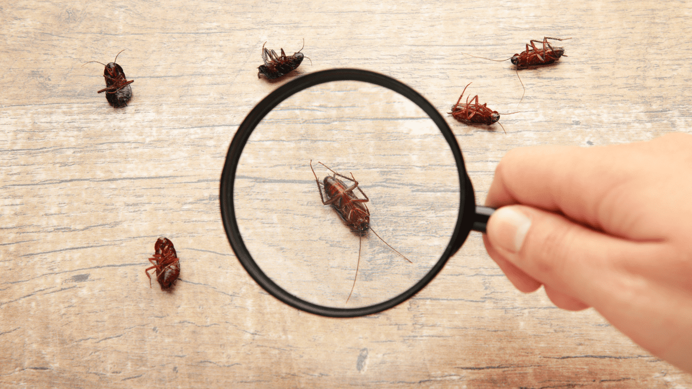pest control