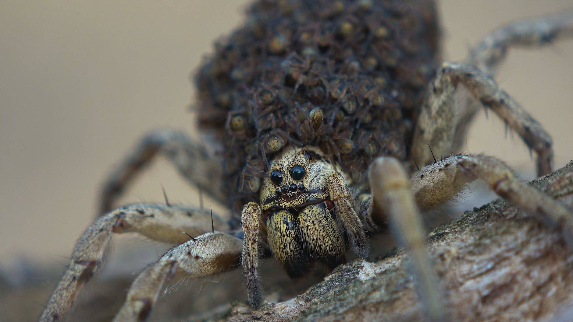deadly spiders in virginia