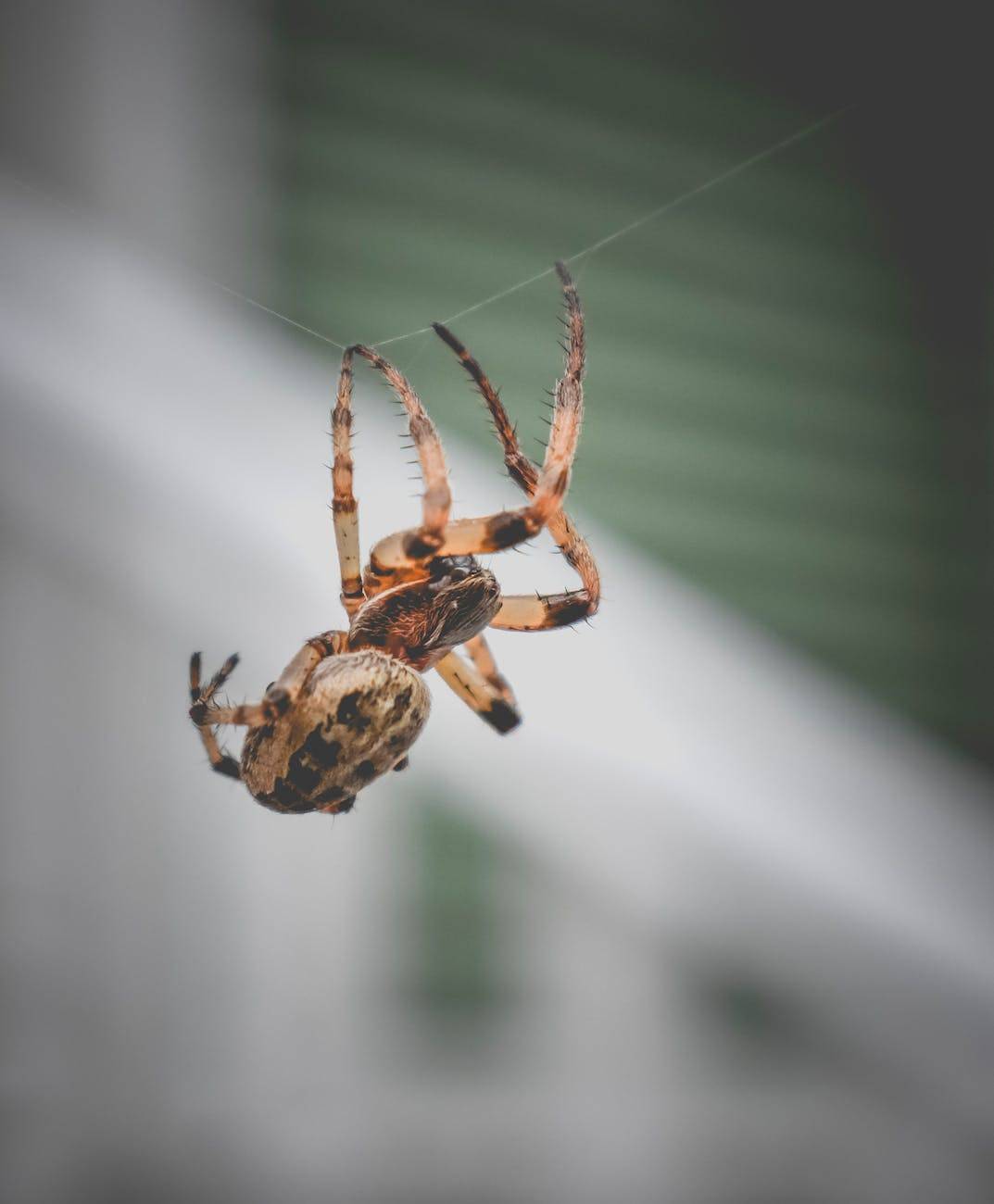 are brown recluse spiders in virginia?